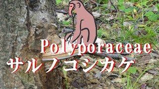 【猿腰掛】 サルノコシカケ Monkey chair