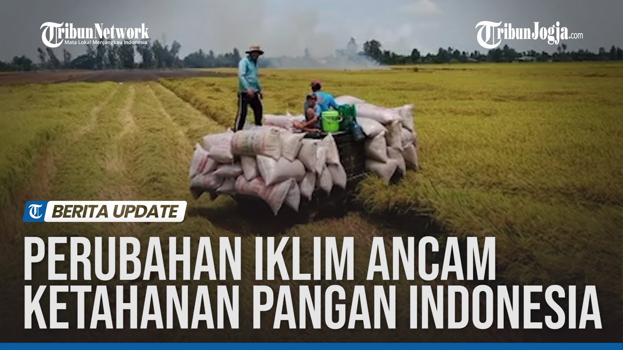 Perubahan Iklim Ancam Ketahanan Pangan Indonesia - YouTube