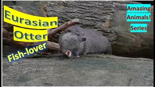 Eurasian Otter facts 🦦 European Otter 🦦 Eurasian River Otter 🦦 Common Otter 🦦 native to Eurasia