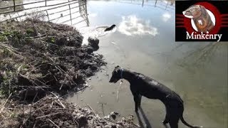 Muskrat Pest Control with Trained Mink and Dog