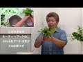 ギャザリング水苔で観葉植物【ルーティーブーケの作り方】10 11残りの材料でミニブーケ／花創人はなそうにん岐阜愛知寄せ植えハンギングバスケット教室