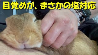 飼い主を布団代わりに熟睡するウサギが、目覚めるとまさかの塩対応ww　(No.468)