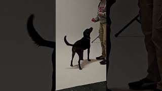 FOCCAS adoptable dog Kipper shows off!