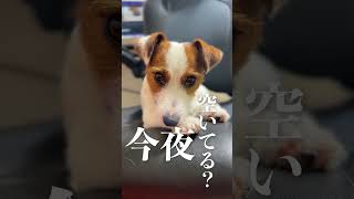 女の子（犬）はこうやって口説きます/ジャックラッセルテリア