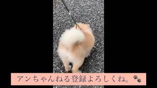 ポメラニアンのアンちゃん(お散歩🐾)