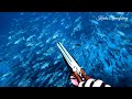 Spearfishing Indonesia - Perfect Killshot Pelagic Fish Pesca Submarina