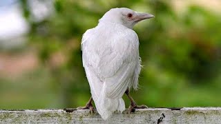 White Crow | Most Unique Bird In The World