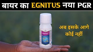 Egnitus Bayer || Bayer Egnitus New PGR || अब इसके आगे कोई नहीं