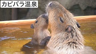 【カピバラ温泉】そうだ温泉、行こう。＠那須どうぶつ王国 Capybara Hot Spring - Let's Go to Hot Spring!