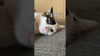 撫でるのを止めたら虚無顔になる猫　A cat that becomes empty face when you stop stroking it