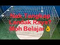 Tutorial Perangkap Landak dan Detik² Landak Raya Masuk Perangkap