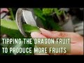 Tipping The Dragon Fruit To Produce More Flowers & Fruits | G's Garden & More