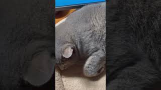 気持ち良さそうに眠る猫…   #shorts#風の猫 #さっちゃん