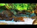 bird u0026 water singing calm the heart instant relief water whistle relaxing water asmr river