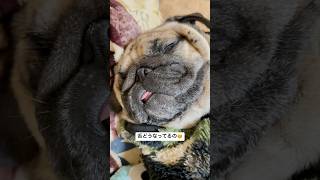 ぐでーん。#パグ #pug #ぱぐ #日常 #癒し #shorts #ショート #しょーと #犬のいる暮らし #犬のいる生活 #いぬ