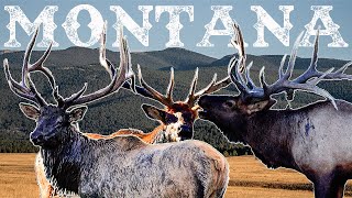 Montana Elk || Huge Bulls EVERYWHERE!! Ep. 1