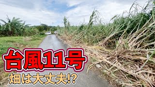 【台風11号】畑は大丈夫なのか？バナナ園とアボカド園を見に行った！