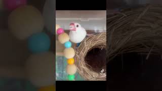 【白文鳥】動画撮影が嫌で威嚇してくるひなちゃん#文鳥#白文鳥 #文鳥のいる暮らし #手乗り文鳥#可愛い#怒る#shorts #Javasparrow #healing#bird