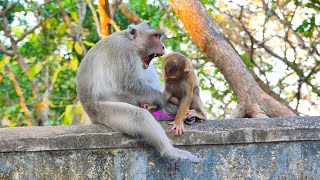 Big funny...When baby monkey SARO plays with big king monkey.