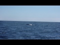 20090901 Blue Whale at Gaspe sea near Percé, Canada