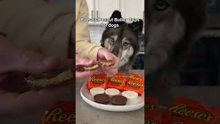 How To Make Reese’s Peanut Butter Cups For Dogs! #shorts