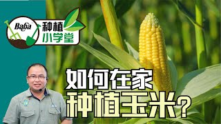 【Baba种植小学堂】如何在家种植玉米？种植玉米必须至少八颗以上？从移植到采收，现采现吃玉米就是甜！| 玉米种植方法