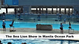 The Sea Lion Show in Manila Ocean Park | Manila, Philippines