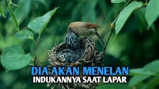 5 Kejahatan burung kedasih yang sulit untuk dinpahami no3 paling sadis