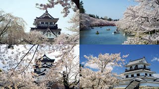 [4K] 日本の城と桜：白石城、横手城、弘前城 Japanese Castles:Shiroishi,Yokote \u0026 Hirosaki Castle.