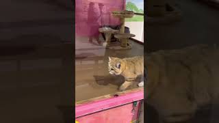 innocent sand cat （無邪気なスナネコ） #shorts #zoo #cat #animal