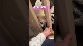 ポメチワ【今日も仲良し】ベビーサークル越しに遊ぶ愛犬と弟#shorts #ポメチワ #きなちゃんねる #小型犬 #smalldog #ミックス犬 #犬と赤ちゃん