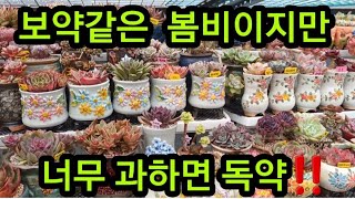 기다리던 #봄비 이지만 3일간 계속맞출수는 없어서 오늘밤오는 #비 만 맞추려고 #노숙 중이예요 밤기온도 #영상 기온이라 다행이네요 #옥상 #노지 #걸이대 #다육이 #초보다육 키우기