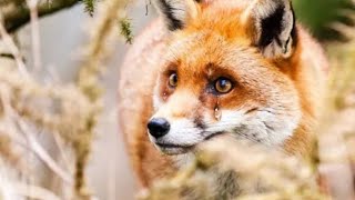 Bleeding Fox  Was Crying and Begging For Help, When Rescuers Arrived, Something Incredible Happened