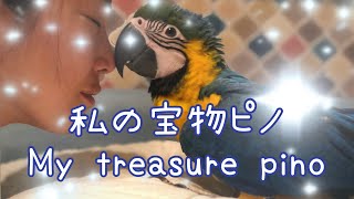 【雛の成長記録】1才になりました　ルリコンゴウインコ　　　１年間ダイジェスト版