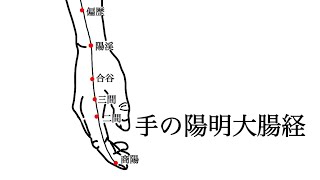 【聞くだけ見るだけ】手の陽明大腸経を読むだけの動画【聞き流し】