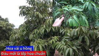 Chiến lược làm vải u hồng của những nhà vườn kinh nghiệm 3/2/2025 dl.