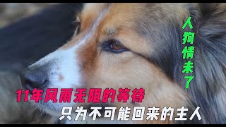 人狗情未了！11年风雨无阻的等待，除了忠诚更像爱情该有的模样！