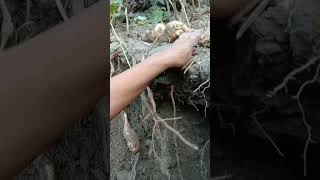 Squash roots harvesting