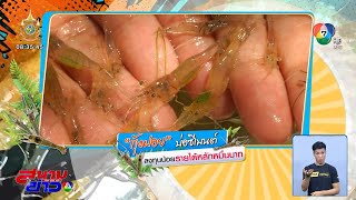 เลี้ยง กุ้งฝอย บ่อซีเมนต์ ลงทุนน้อย รายได้หลักหมื่น | ตะลุยต่อยอด