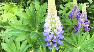 ชีวิตในแคนาดา คู่รัก ผึ้งน้อย กับดอก ลูปิน (Lupin flower) พากันดูดดื่มน้ำหวานจากเกสร