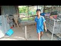 how to catch ducks p6 farm chicken rural lifestyle