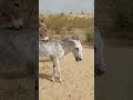 donkeys funnyanimal animals ghadha