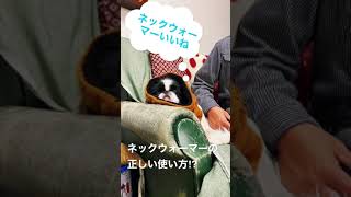 ネックウォーマー使うと集中して眠れる件 #狆