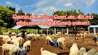 ஆடுகள் வெளியூரில் இருந்து வாங்கலாமா? |ஆடு வளர்ப்பு