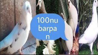 750 subscribe nu  100 rupaku barpan #fancy #fancypigeon #pigeon #keralapigeon #aden #fantail #sale