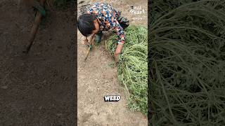 This Weed is a Superfood