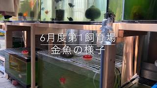 2019年7月3日　6月度第1飼育場　金魚の様子（玉サバ、らんちゅう、江戸錦、黒らんちゅう）