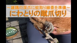 にわとりの蹴爪切り～名古屋コーチン雄鶏の深爪に蚊取り線香を準備～