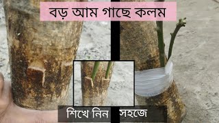 কিভাবে বড় আম গাছের কলম করা হয়। How to graft large mango trees