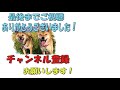 柴犬　リキと遊ぶのやっぱり楽しい♡【かわいい】shiba inu riki and riko fun playing together